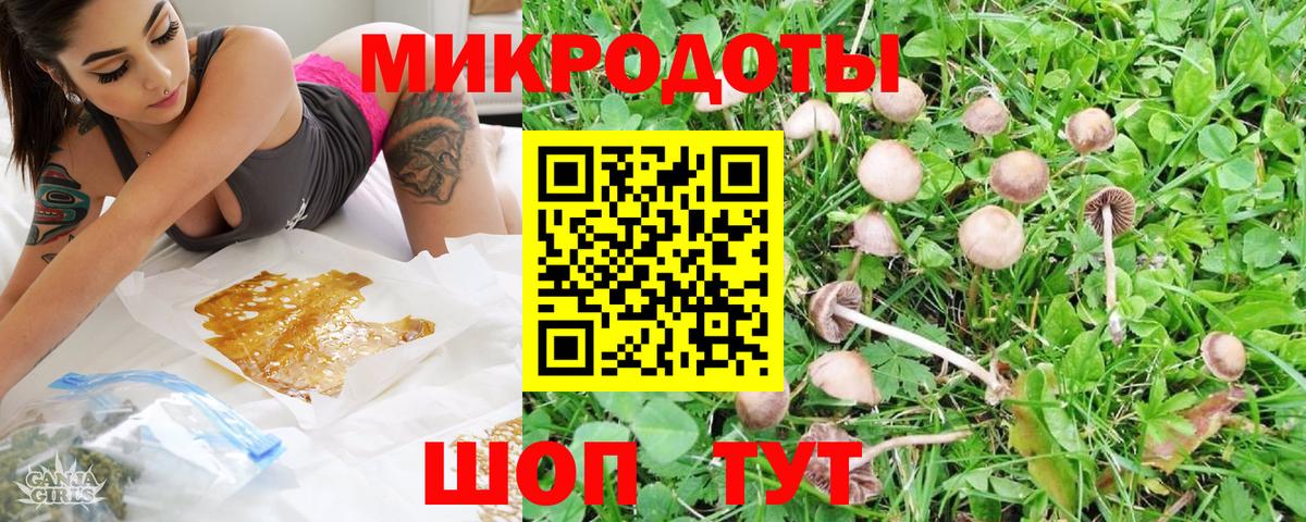 Псилоцибиновые грибы Psilocybine cubensis Саранск